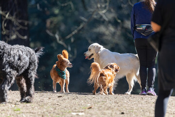 Action picture of a different breeds of happy dogs playing with each other and enjoying a warm...