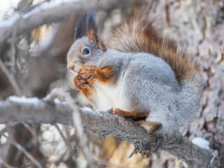 Naklejka na ściany i meble The squirrel with nut sits on tree in the winter or late autumn