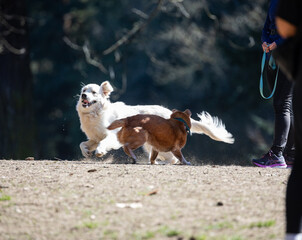 Action picture of a different breeds of happy dogs playing with each other and enjoying a warm spring weather in a dog park