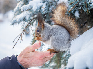 Squirrel eats nuts from a man's hand. Caring for animals in winter or autumn.