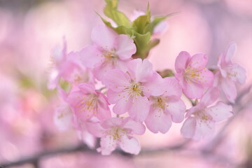 Cherry blossoms