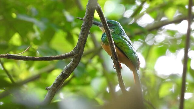 Partly hidden while perching on a branch of a tree in the tropical rainforest of Colombia in South America, a Rufous-Tailed Jacamar, Galbula ruficauda is looking up and down from its perch.