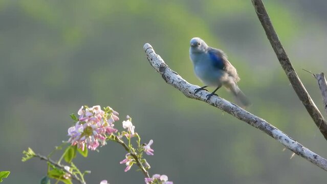 Blue-gray tanager perched in Santa Marta, Colombia