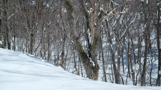 Bare forest trees covered in snow,  Daegwallyeong Sky Ranch, Korea, dolly right low angle