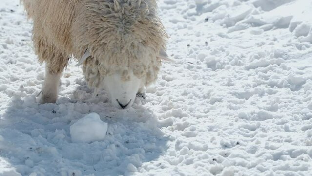 One Romney sheep grases hay in snowy field at Daegwallyeong Sky Ranch Farm - head close-up