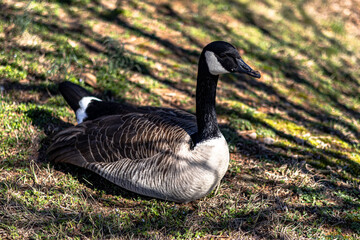 Birds in the Park. Nature