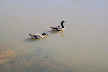 Birds in the Park. Nature