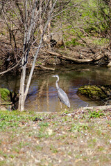 Birds in the Park. Nature