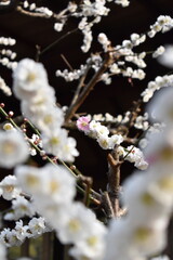 Plum blossom in a Japanese temple