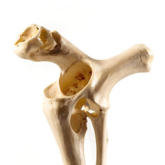 BoneCraft: Crafting High-Quality PNGs for Bone Models