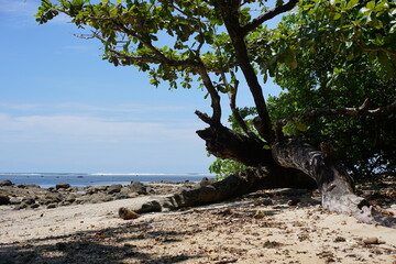 tree on the beach