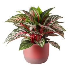 Aglaonema plant isolated on transparent background png