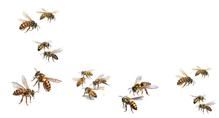 Honey and bee insect macro shot. A bee collecting pollen. Honey bee walking isolated on transparent background cutout.