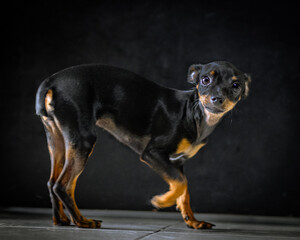 Miniature pinscher puppy with scared and timid expression