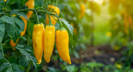 Keuken spatwand met foto Yellow chili peppers growing in a lush garden farm © Volodymyr