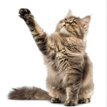 British longhair cat sitting and trying to reach something serious on transparency background PNG
