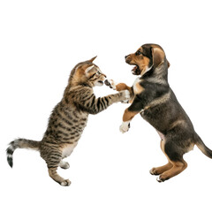 cat and dog fighting on transparency background PNG
