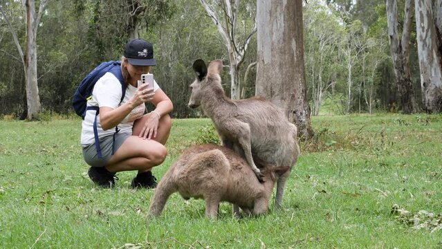 Female tourist takes photos of a baby Joey Kangaroo suckling from its mother's pouch. Wild animal behaviour