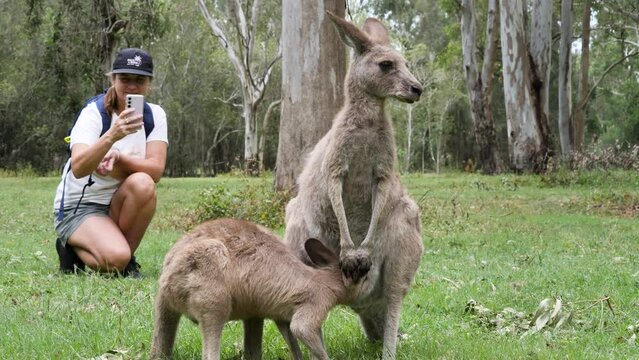 A female tourist uses her phone camera to capture photos of a Joey Kangaroo feeding from its mother. Wild animal behaviour