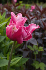 Obraz premium Pink tulip flower in the Hermannshof Gardens on a spring day in Weinheim, Germany.