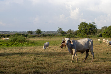 Herd of cows grazing in the meadow in the countryside of Colombia