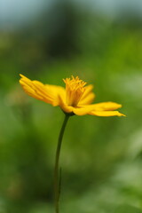 メルヘンチックはキバナコスモス