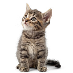 Cute little kitten on transparency background PNG
