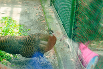 crest Phasianidae is long, narrow and upright, Phasianidae face is yellow and green, and when Phasianidae dances Phasianidae tail spreads out into a fan shape to attract female birds. Phasianidae