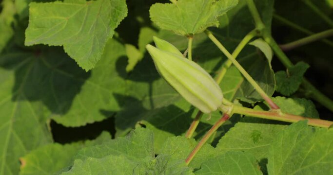 Okra seed pod growing in garden. Lady's fingers. Abelmoschus esculentus. Okra.
