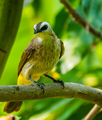 The yellow-vented bulbul (Pycnonotus goiavier), or eastern yellow-vented bulbul, is a member of the bulbul family of passerine birds.