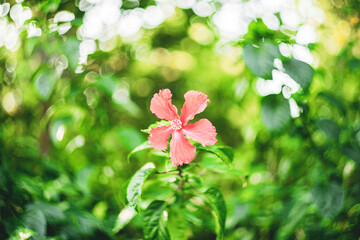 Malvaceae, is a species of tropical hibiscus, a flowering plant in the Hibisceae tribe of the...