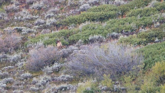 Adult bull elk (Cervus canadensis) bugling on the mountain side in Grand Teton National Park, Wyoming