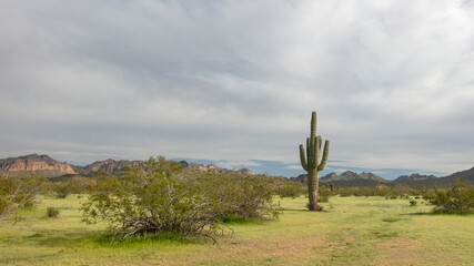 Large saguaro cactus in the Salt River desert area near Scottsdale Arizona United States