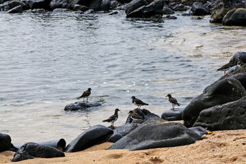 Groupe de bécasseaux au bord de mer