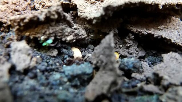 Termites are making nests from clay