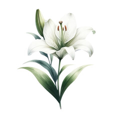 Watercolor lily clipart with elegant white petals and green stems. watercolor illustration,  Floral bouquets. Hand drawn clipart for wedding invitations, birthday stationery, greeting cards, scrapbook