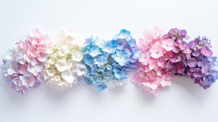 Isolated hydrangea blooms in white, blue, pink, purple, or two-tone colors