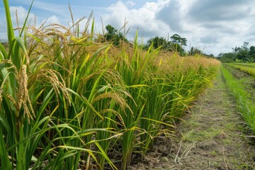 Naklejka premium Lush green paddy field sprawling under a clear expansive blue sky.