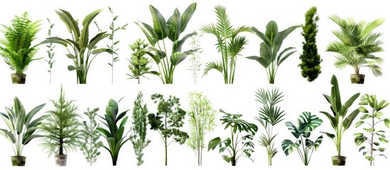 Set of Transparent Plant Images with Cut-Outs for and Architecture Visualization - obrazy, fototapety, plakaty