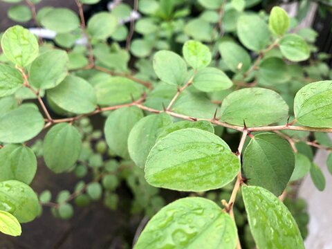 close-up of bidara leaves