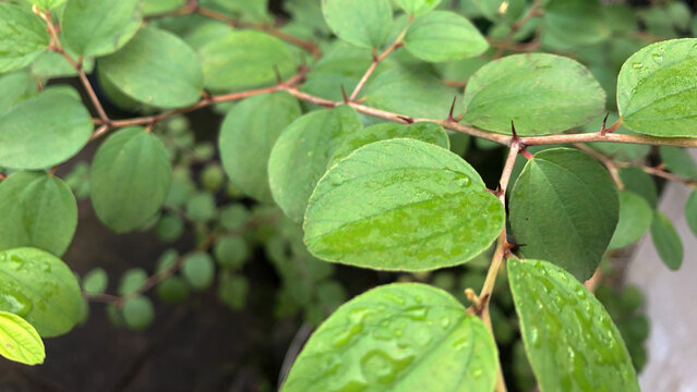 close-up of bidara leaves