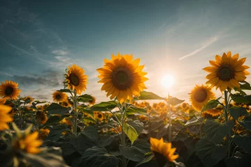 Fotobehang blooming field of sunflower during sunset, spring and summer landscape view countryside © Johan Wahyudi