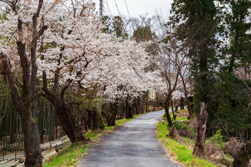 日本の風景・春　さくら名所100選　埼玉　長瀞の桜　
