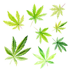 Set of green cannabis indica leaves painted in watercolor. Hand drawn marijuana illustration isolated on white  - 769346545