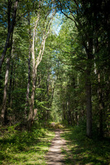 Empty forest path extending into the distance in a mixed forest