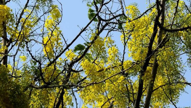 Golden shower tree in full bloom swaying in the wind