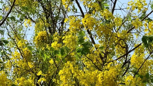 Golden shower tree in full bloom swaying in the wind