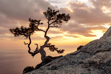 Beautiful sunset landscape with relict juniper growing on a stone cliff against the backdrop of the Black Sea and sunset sky. Crimea region