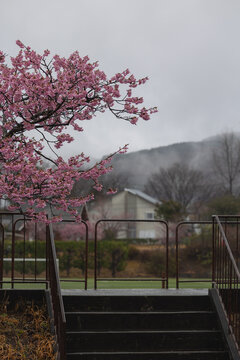 Prunus okame flowering early spring ornamental tree, beautiful small pink flowers in bloom on a rainy day, Izu peninsula, Shizuoka, Japan