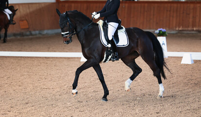 Horse dressage horse, at a strong trot on the diagonal in the arena.